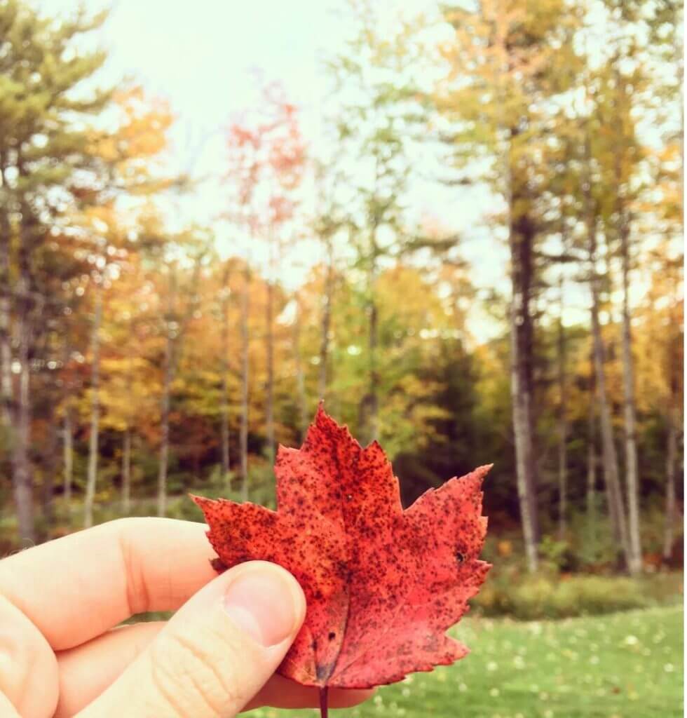 Outdoor Activity: leaf peepipng in Vermont