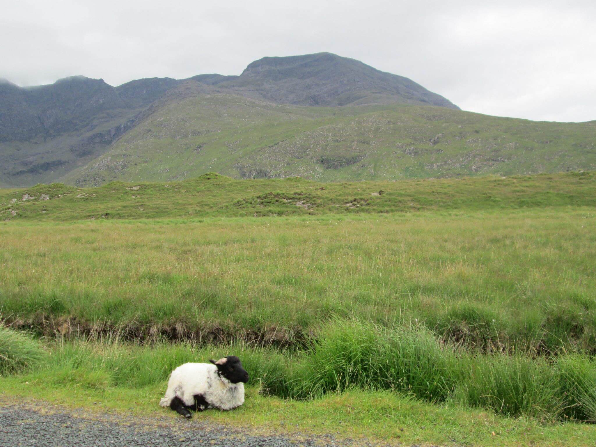 Valle de Doo Lough Ovejas en Irlanda