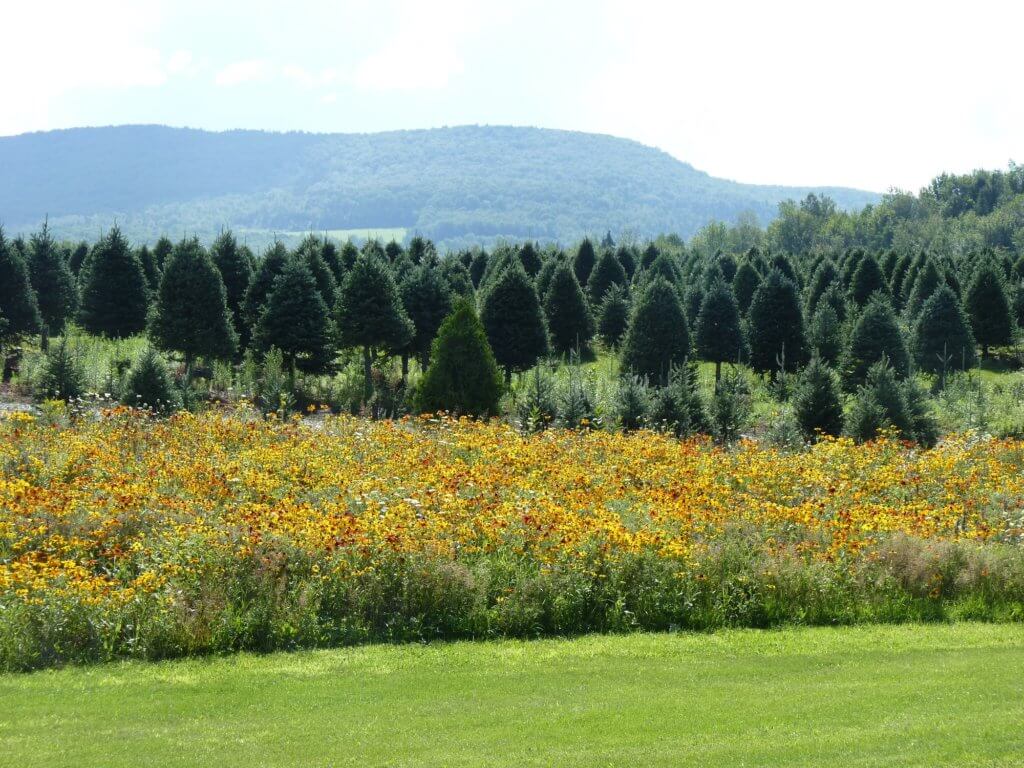 Beautiful Summer In Vermont