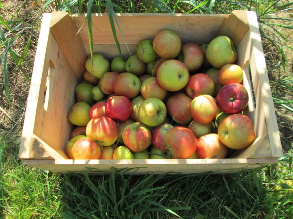 apples in season gluten-free meal prep