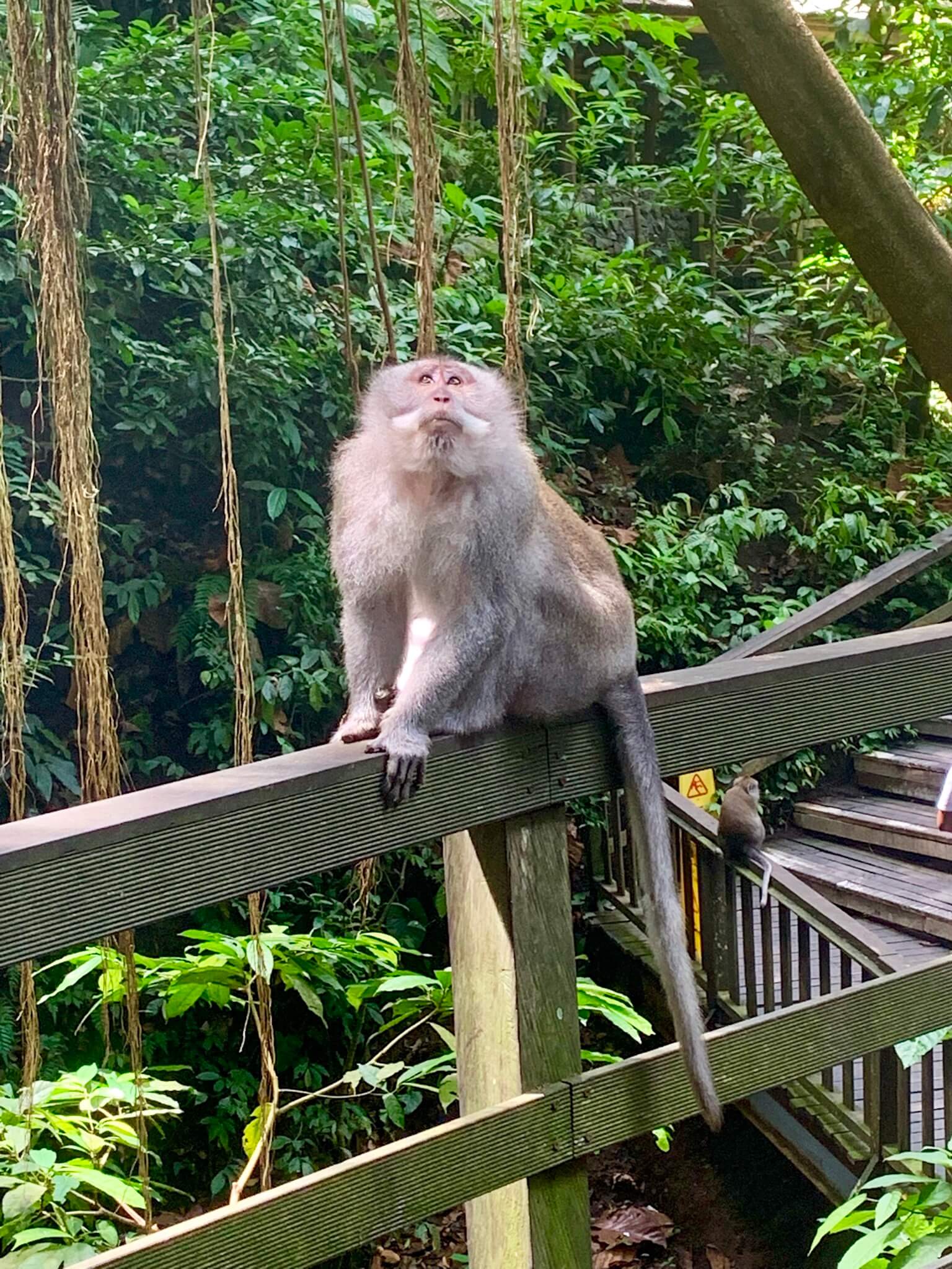 Monkey Forest Cheap Activity in Ubud