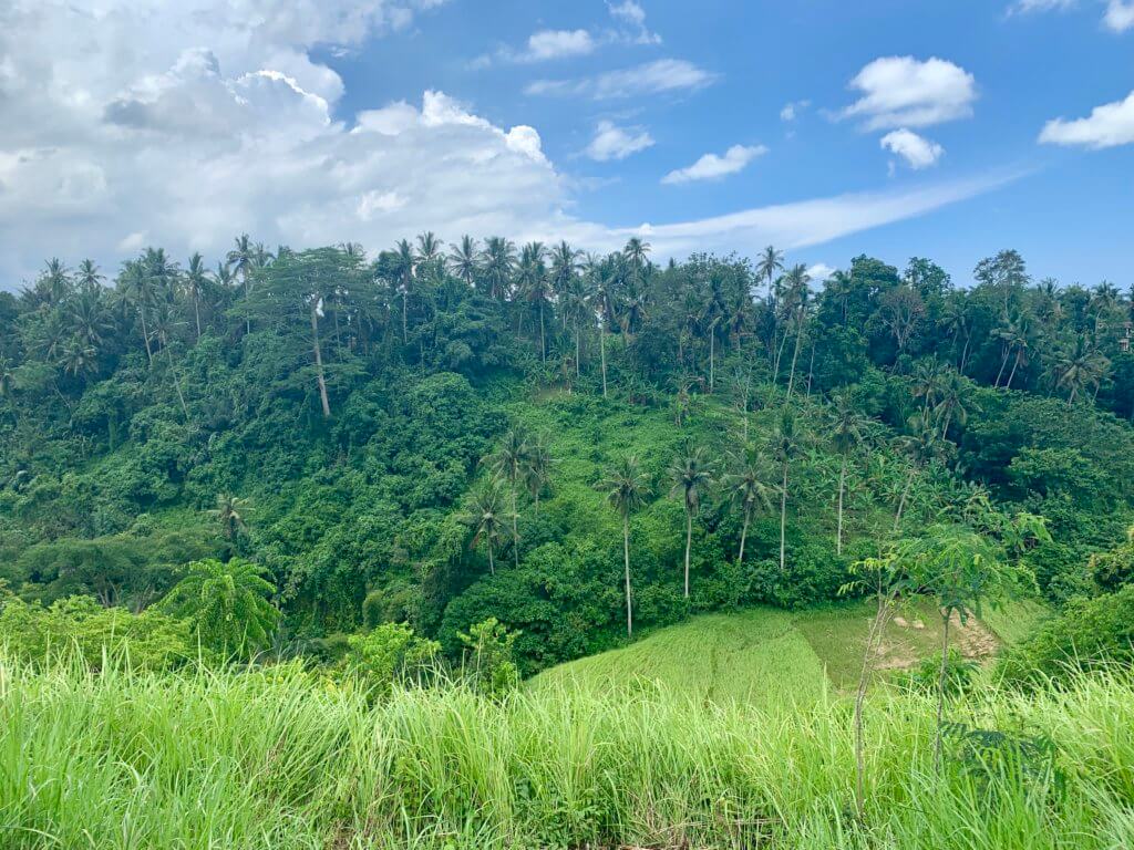 Free walking on Campuhan Ridge