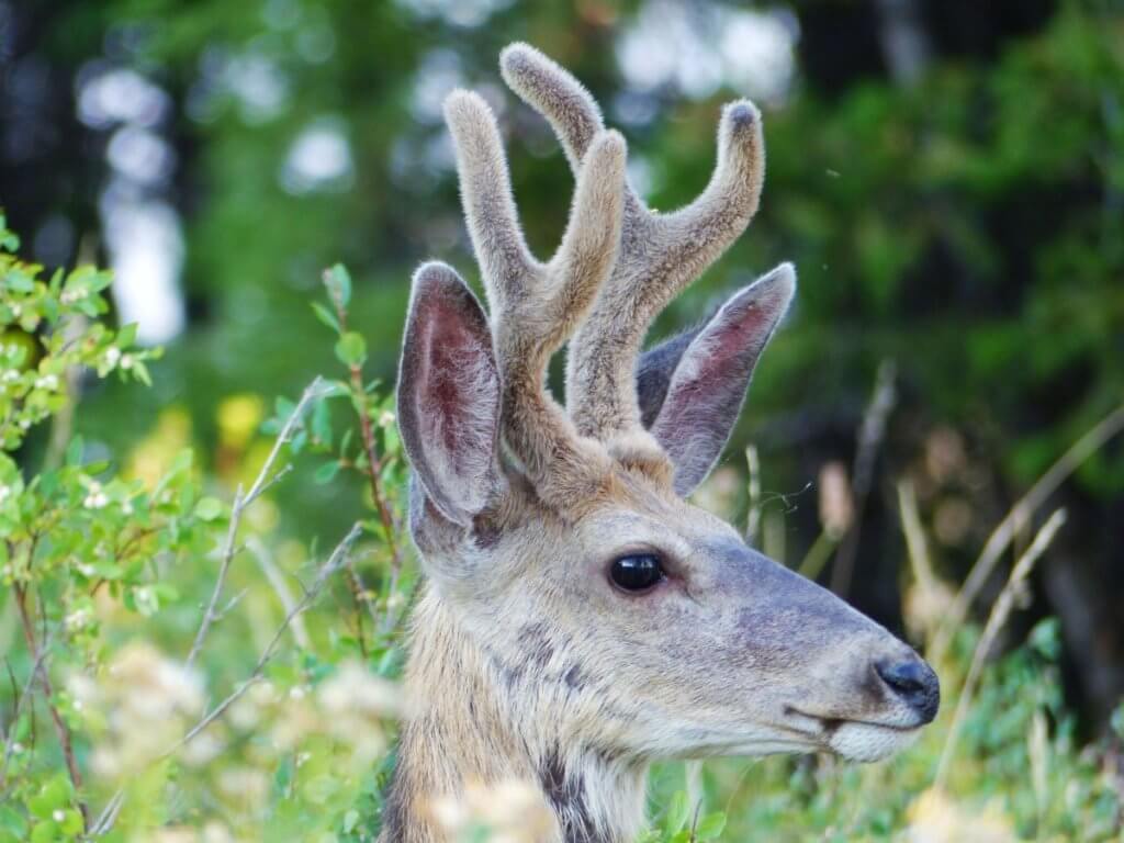 Deer Grand Teton National Park