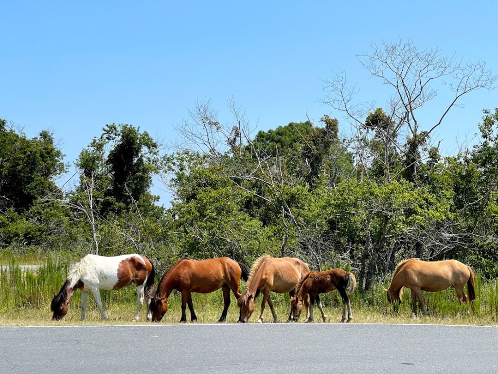 Horses of Assateague