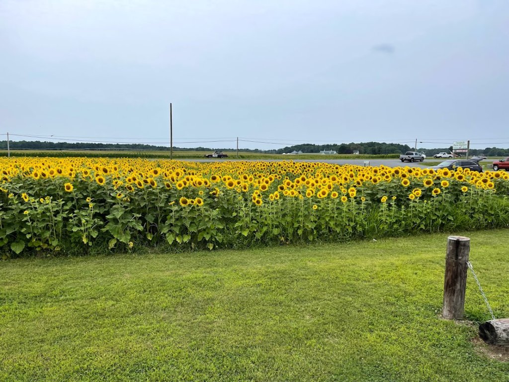 sunflower field