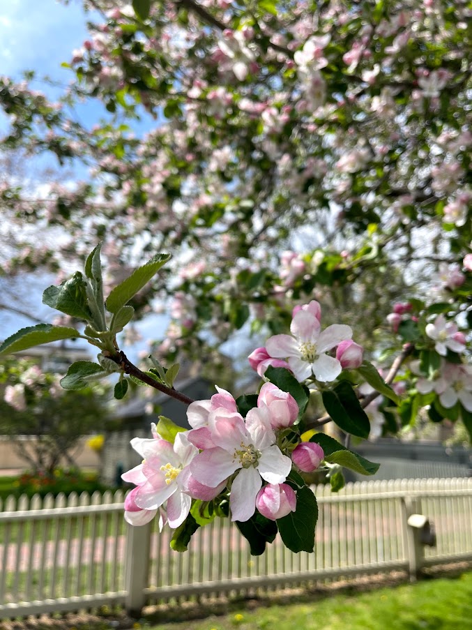 Blossoms in Spring in Massachusetts