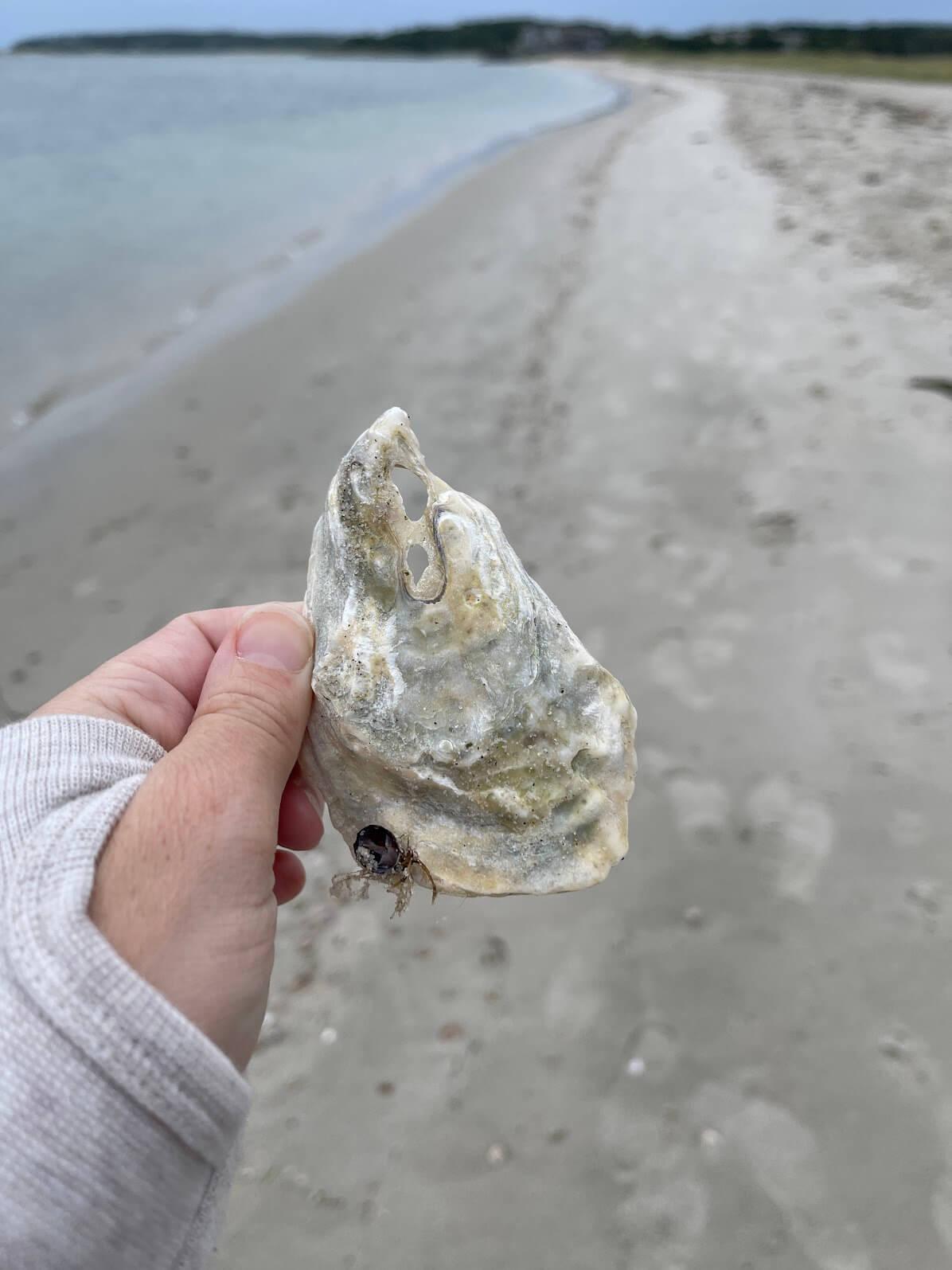 Cape Cod seashell